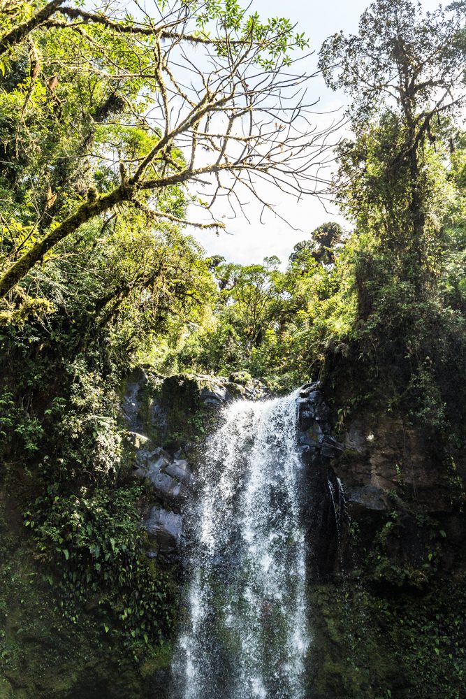 Boquete Panama Coffee