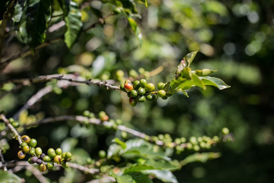 Boquete Coffee Tour