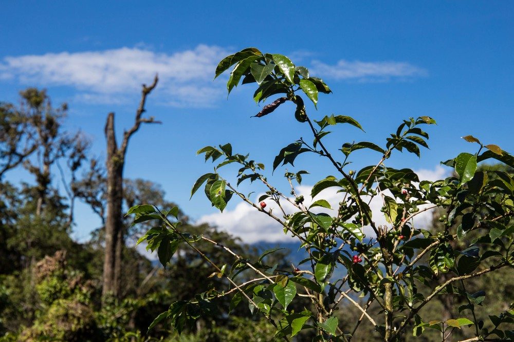 Boquete Coffee Tour