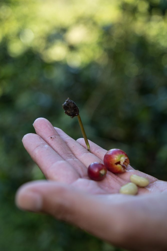 Boquete Coffee Tour