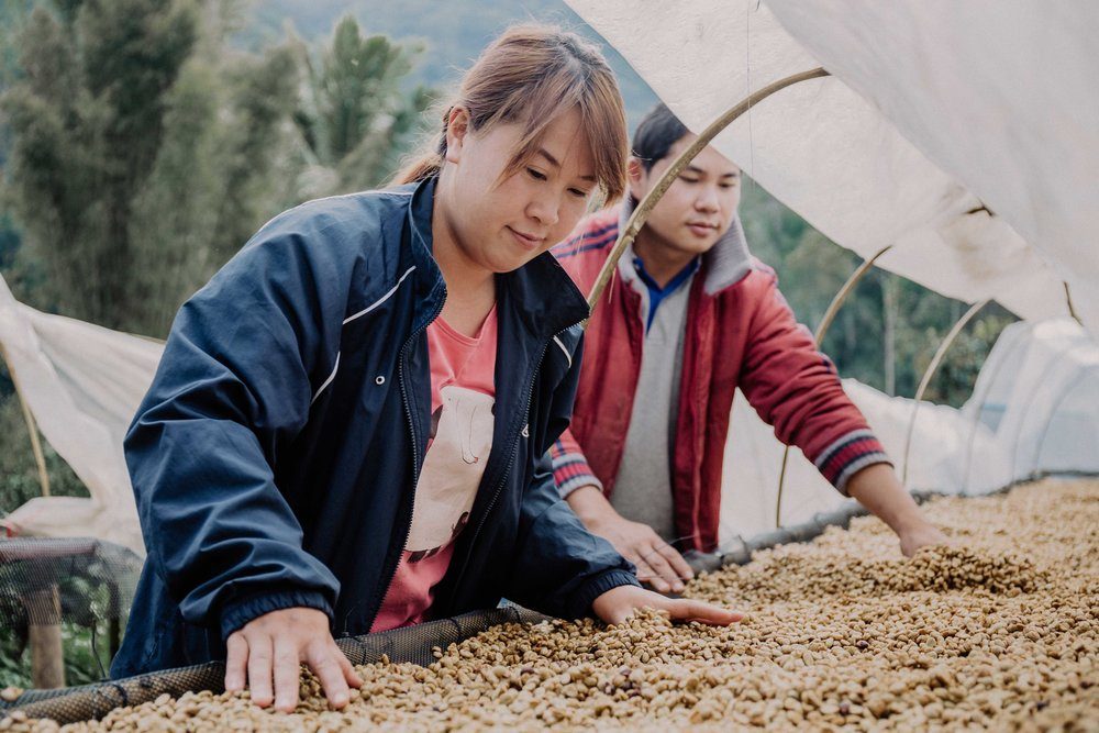 Coffee Exports Chiang Rai