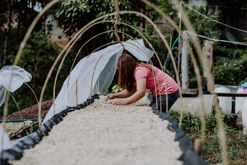 doi saket indoi coffee farm