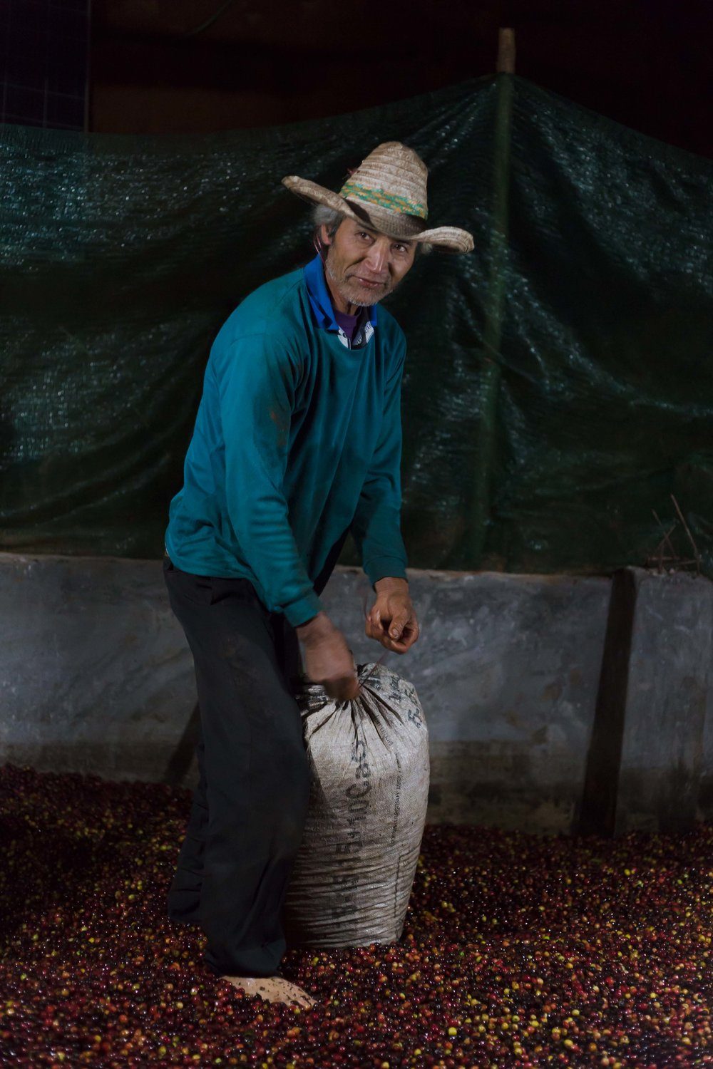 Coffee cherry processing starts in the evening straight after being harvested