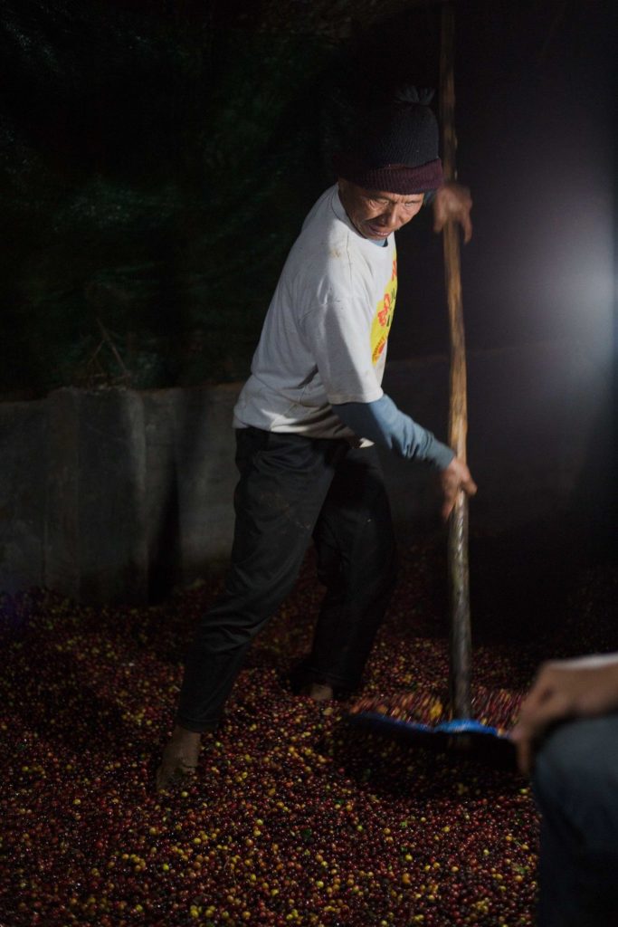 coffee production in thailand
