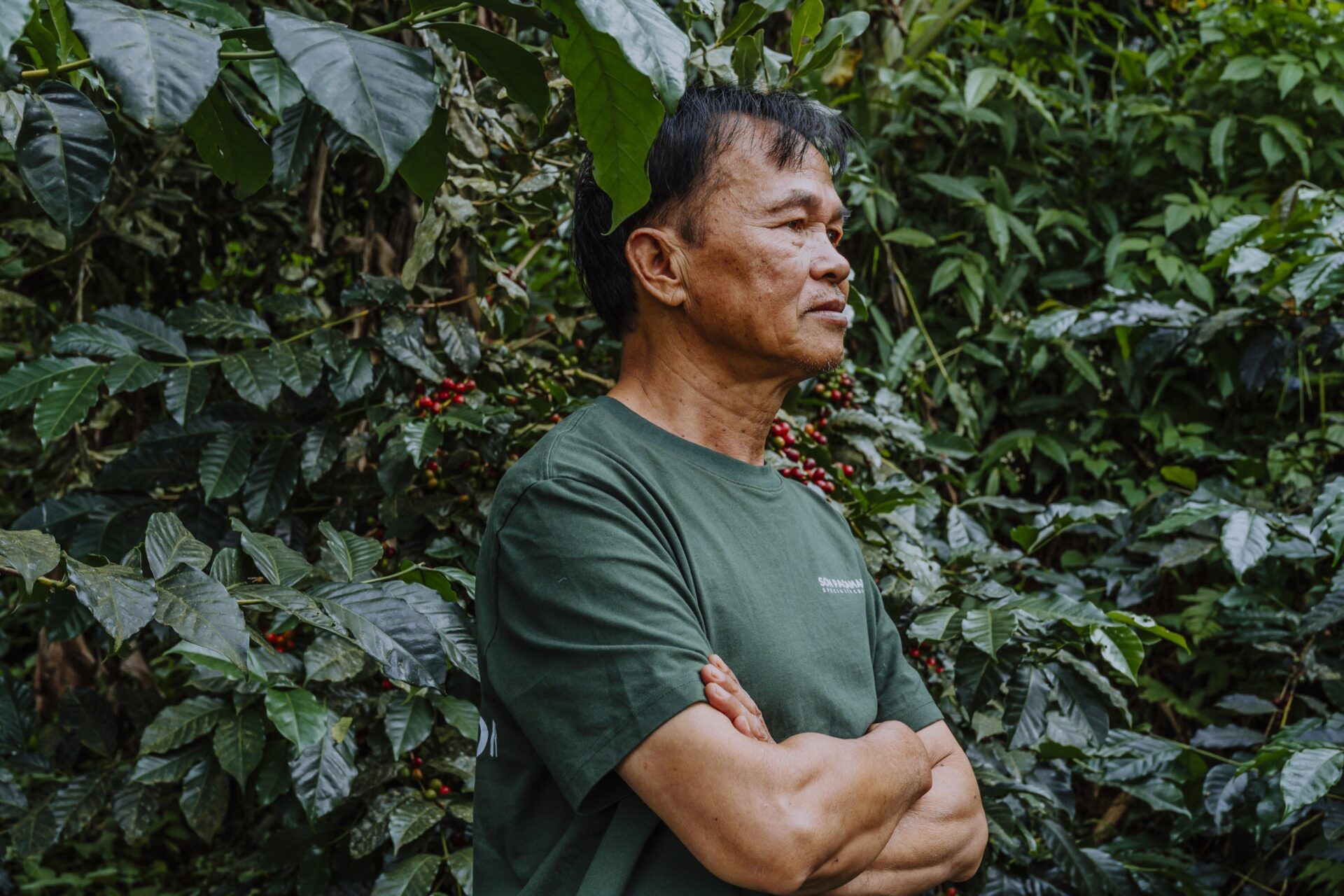 son pacamara dalat vietnam specialty coffee farm and roastery