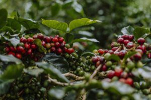 son pacamara dalat vietnam specialty coffee farm and roastery