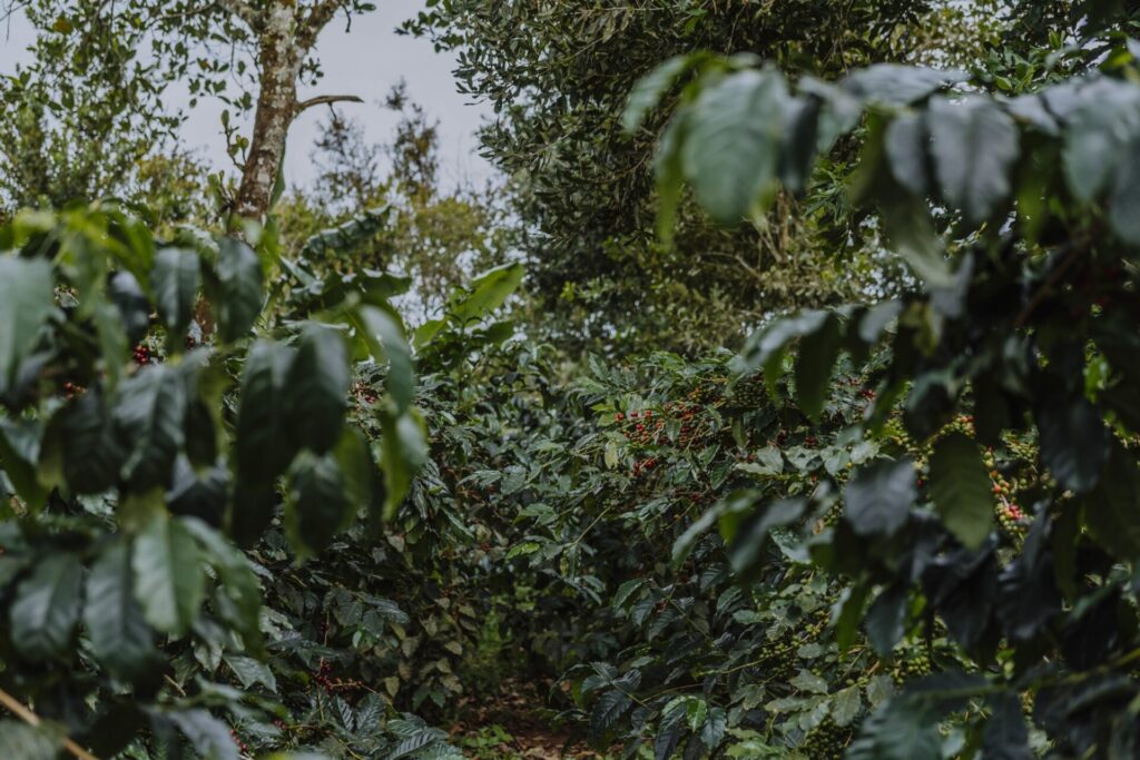 son pacamara dalat vietnam specialty coffee farm and roastery