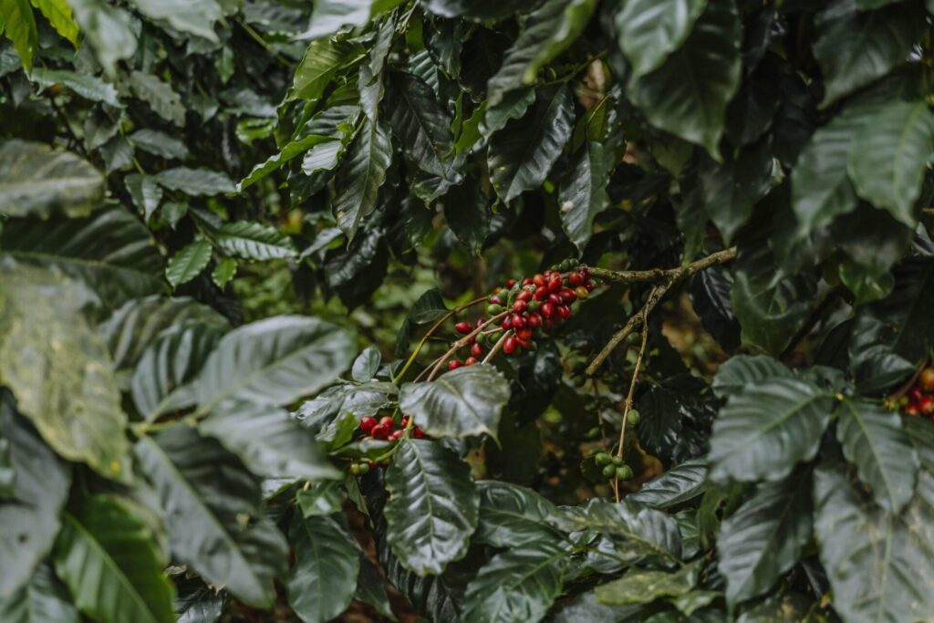 son pacamara dalat vietnam specialty coffee farm and roastery