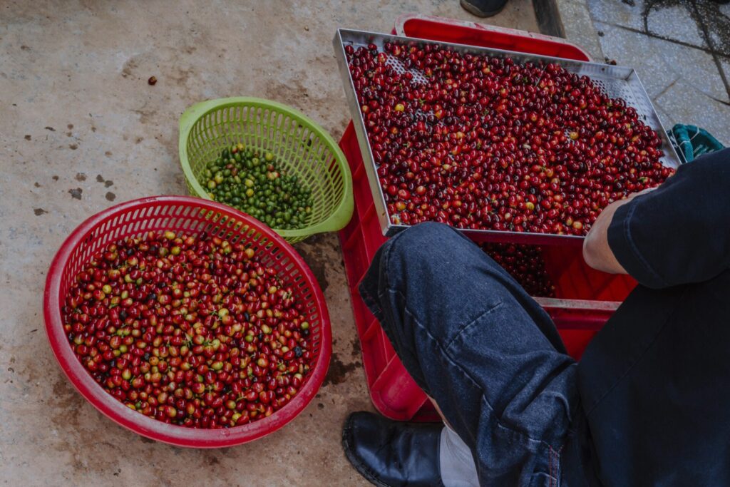 son pacamara dalat vietnam specialty coffee farm and roastery