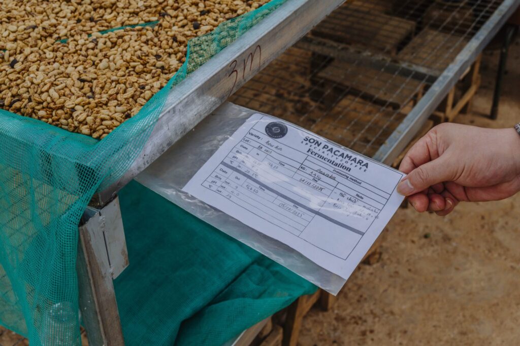 son pacamara dalat vietnam specialty coffee farm and roastery