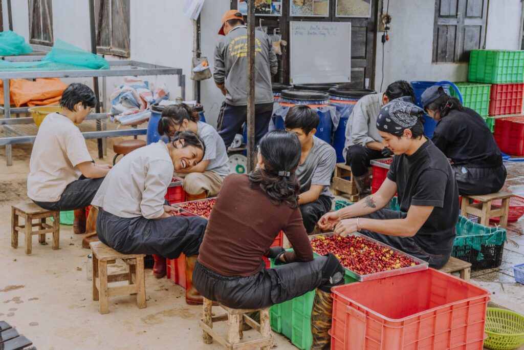 son pacamara dalat vietnam specialty coffee farm and roastery
