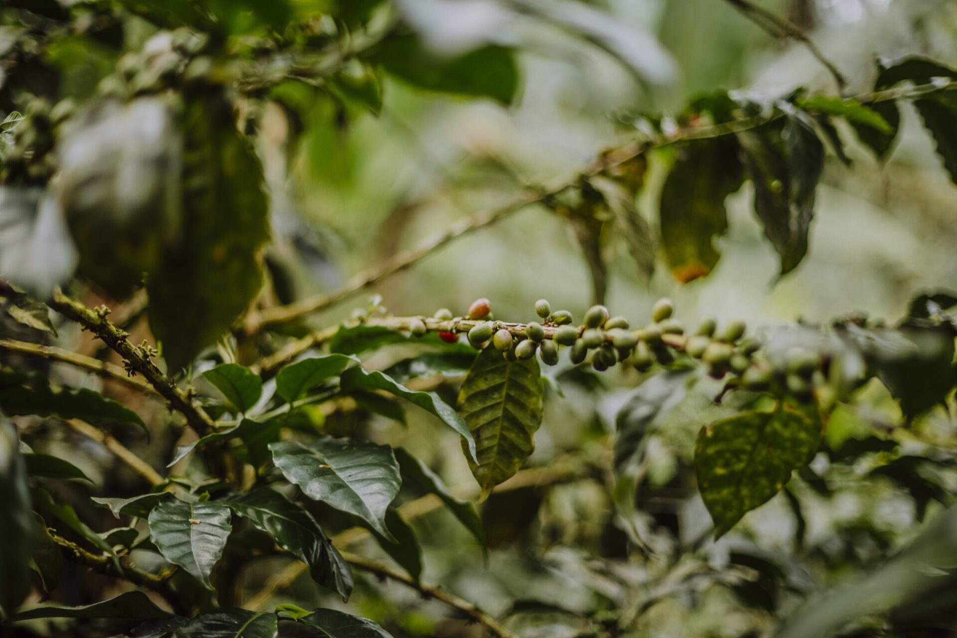 colombia origin country for coffee