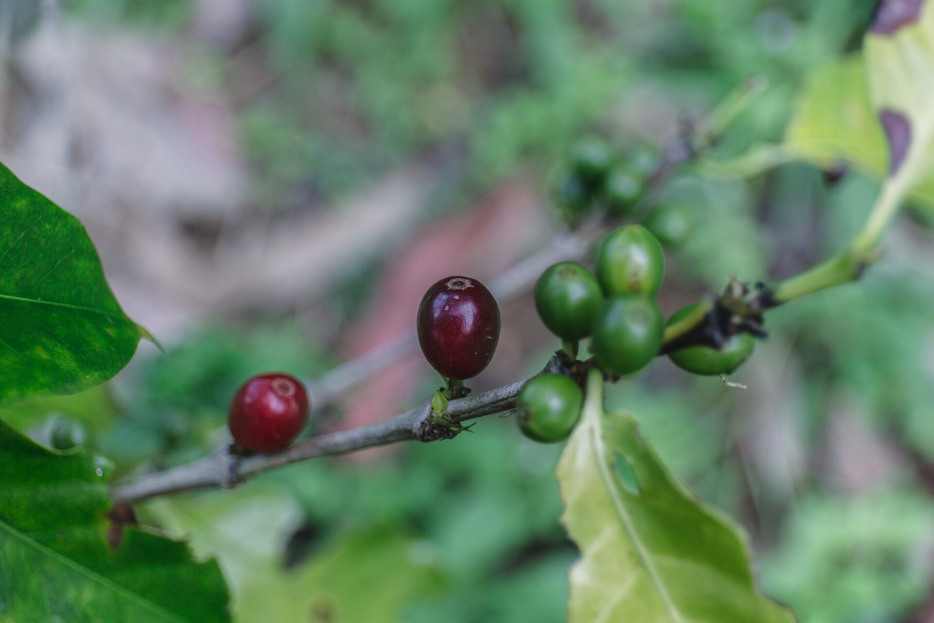 origin stories: sri lanka