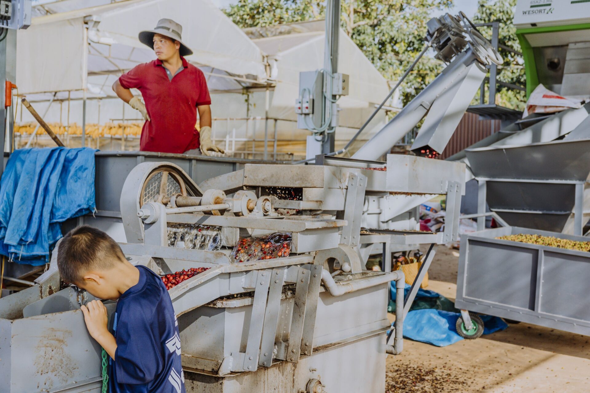 washed coffee processig